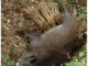 Imperia, cinghialessa allatta i piccoli sul greto del fiume (video)