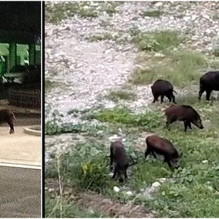 Dall’Impero alla rotonda di via Trento, a Imperia è emergenza cinghiali