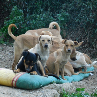 Camporosso: la Lega del Cane lancia l'appello affichè ache gli ultimi 37 cagnolini possano trovare una casa