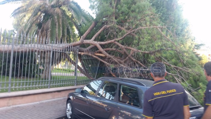 Ventimiglia: abbattimento dei pini ai giardini pubblici, parla il perito “Alberi e radici rovinati dagli interventi dell’uomo” (Video)