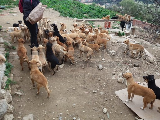 Seborga: un'apericena con raccolta fondi per i 108 cani di Santa Croce di Camporosso