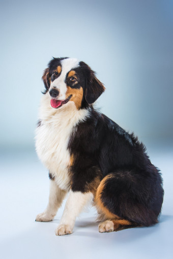 Come proteggere il cane dai parassiti?