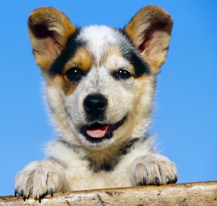 Curiosa ma importante iniziativa a Diano San Pietro: adotta un cane del Comune e... non paghi la Tari