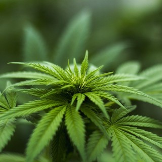 Dal Governo nuove restrizioni sulla coltivazione della Cannabis light: &quot;Colpiti anche gli agricoltori imperiesi&quot;