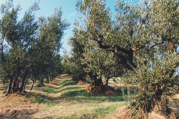 Terza edizione della ‘Camminata tra gli ulivi’