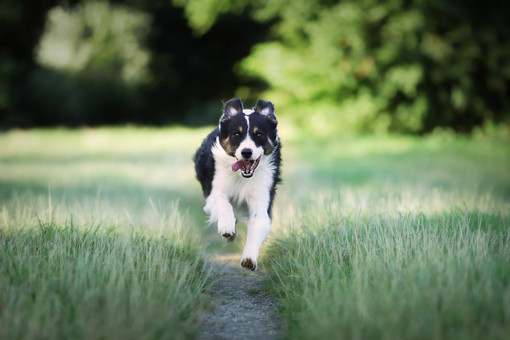 Come Prevenire i Problemi Muscolari nei Cani