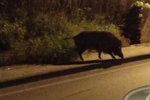 Cinghiali sul Capo Berta tra Diano Marina e Imperia, ora percorrere l’Aurelia è rischioso