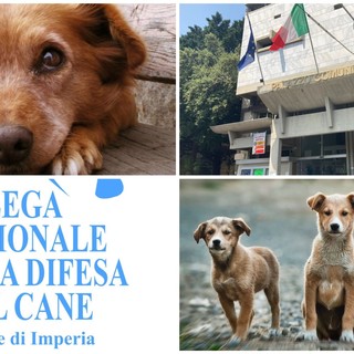 Diano Marina, tutela degli animali randagi: approvata la convenzione con la sezione imperiese della Lega nazionale 'Difesa del cane'