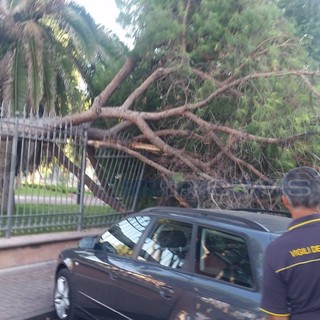 Ventimiglia: abbattimento dei pini ai giardini pubblici, parla il perito “Alberi e radici rovinati dagli interventi dell’uomo” (Video)