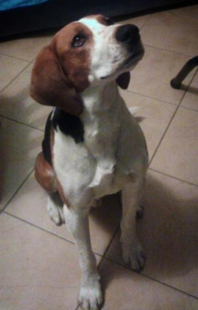 Vallecrosia: smarrito da venerdì scorso un beagle-harrier di nome Eddie, l'appello dei proprietari