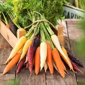 Coltiviamo le carote: Quando seminare e come coltivare le carote per ottenere raccolti abbondanti