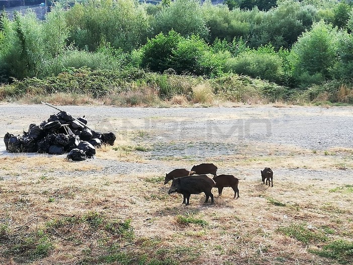 Fauna selvatica: dai centri delle città alle campagne il numero dei cinghiali è fuori controllo