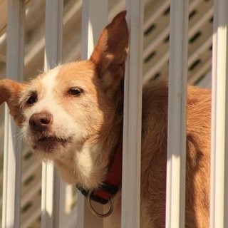 Numerosi soccorsi per cani esposti al sole, intervento della Lega del Cane di Ventimiglia