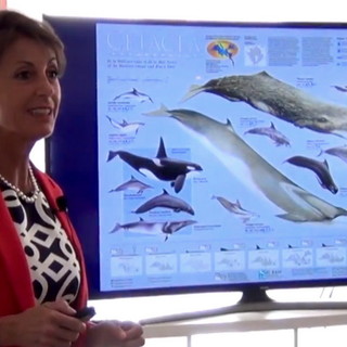 Sanremo: sabato prossimo, conferenza di Sabina Airoldi sul mondo dei Cetacei del nostro Santuario