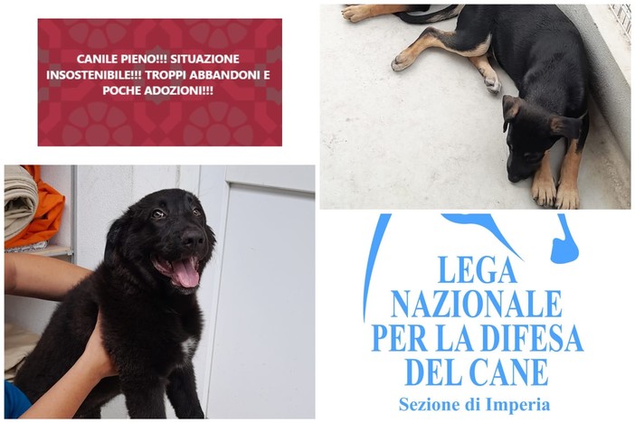 Imperia, troppi cani abbandonati e poche adozioni. L'appello dei volontari: &quot;Non sono peluche, usate la testa e sterilizzate&quot;