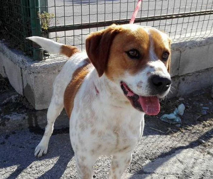 Lega del Cane di Ventimiglia: è stato trovato il cane delle foto si cercano i suoi proprietari