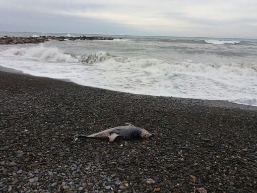 Ventimiglia: cucciolo di delfino morto ritrovato stamani in spiaggia