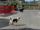 Sanremo: cani vaganti in prossimità della chiesa di San Giovanni, la segnalazione rivolta ai proprietari (foto)