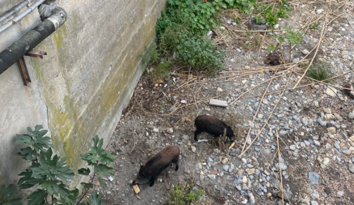 Caccia, ora è possibile consumare carni di cinghiali abbattuti in zone di restrizione per contrasto peste suina africana