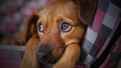 Come alleviare il dolore muscolare nel tuo cane: Rimedi e cure efficaci