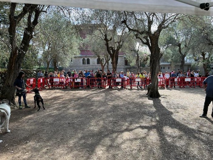 Bellezze a quattro zampe in passerella: ecco i cani del dog show di Bordighera