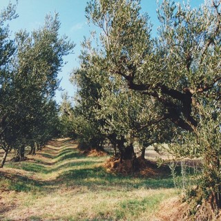 Terza edizione della ‘Camminata tra gli ulivi’