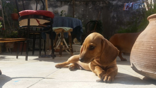 Una famiglia di Ventimiglia ha preso in affidamento 'Dumbo' il bellissimo cucciolo di bassotto