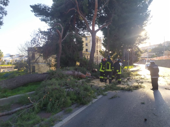 Imperia, tragedia sfiorata sul lungomare Vespucci: crolla grosso pino marittimo (foto e video)