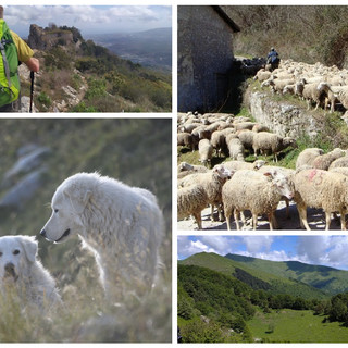 Aggressioni a escursionisti e turisti da parte dei cani pastore in provincia di Imperia: come minimizzare i rischi e fronteggiare le emergenze