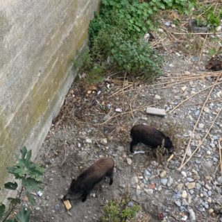 Caccia, ora è possibile consumare carni di cinghiali abbattuti in zone di restrizione per contrasto peste suina africana