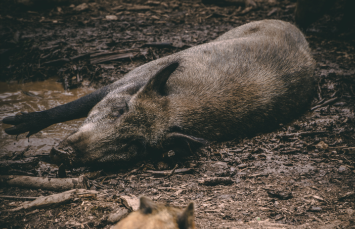 Uccisione cinghiali, il vicepresidente Piana respinge le accuse degli animalisti: &quot;Tutelati il cittadino e il territorio&quot;