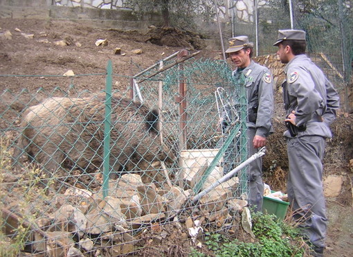 Vallebona: Forestale sequestra un allevamento di cinghiali