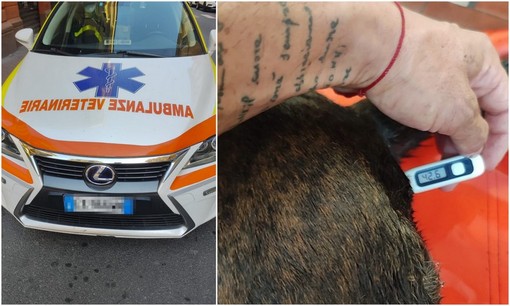 Vallecrosia, colpo di calore: cane salvato da Croce Rossa di Bordighera e Ambulanze Veterinarie Odv (Foto)