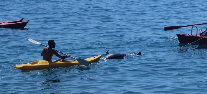 Sanremo, delfino morto al largo della spiaggia dei Tre Ponti, interviene la Guardia Costiera (Foto)