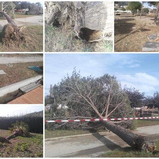 Imperia: scenario da incubo al parco urbano dopo la mareggiata. L'Assessore Gandolfo &quot;Ci rimboccheremo le maniche&quot; (foto)