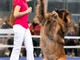 Petfestival 2023: per la prima volta in Italia i Campionati Europei di Dog Dance