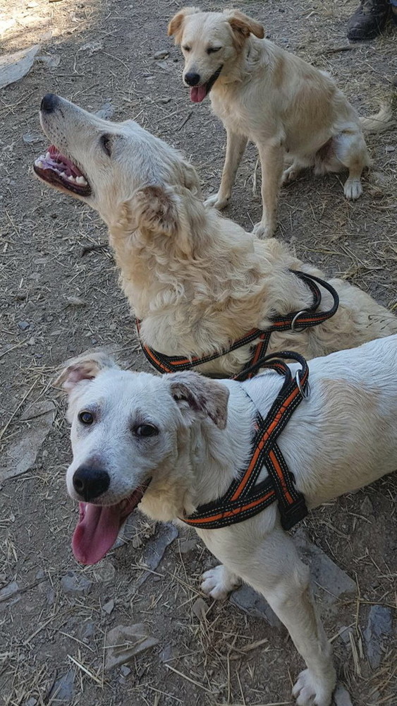 Chiusavecchia: canile &quot;Gli Ulivi&quot; i tre cagnolini Dolly, Bobby e Robby aspettano di avere nuove famiglie