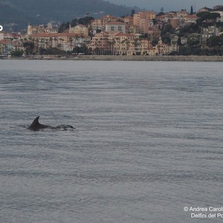 Delfini vicino alla costa imperiese diventato l’habitat privilegiato del mar Ligure