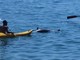 Sanremo, delfino morto al largo della spiaggia dei Tre Ponti, interviene la Guardia Costiera (Foto)