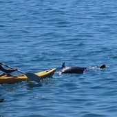 Sanremo, delfino morto al largo della spiaggia dei Tre Ponti, interviene la Guardia Costiera (Foto)