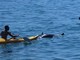 Sanremo, delfino morto al largo della spiaggia dei Tre Ponti, interviene la Guardia Costiera (Foto)