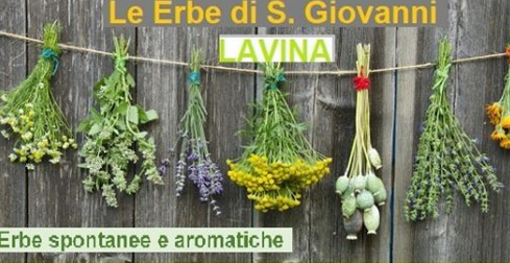 Rezzo: oggi la guida alla scoperta delle erbe spontanee e aromatiche di Lavina