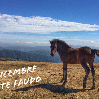 Nel giorno di Santo Stefano una escursione sul Monte Faudo con Ponente Experience