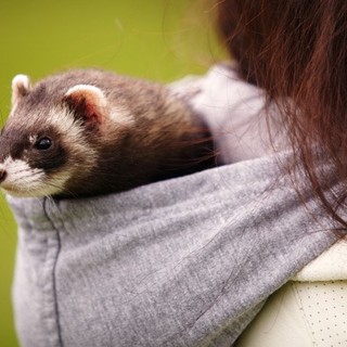 Passaporto per cani, gatti e furetti: in Liguria anche i veterinari  abilitati al rilascio dal 28 luglio