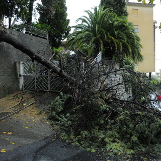 Sanremo: strada chiusa in zona Borgo Tinasso per caduta albero