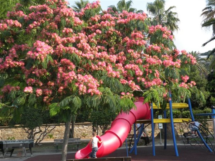 Sanremo: ai giardini Salvo d'Acquisto al Sud-Est, i giovani alberi crescono...