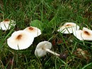 Attenzione ai funghi velenosi del Parco Urbano e in piazza della Vittoria a Imperia