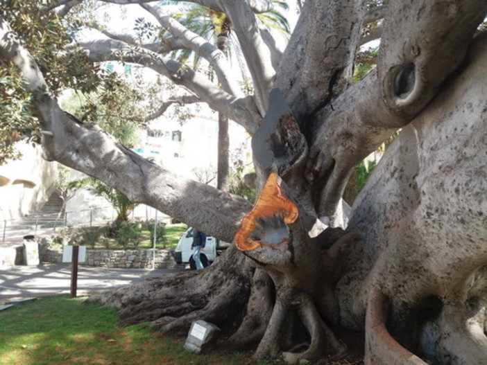 Bordighera: il Comune attende la relazione dell’agronomo per intervenire sul Ficus macrophilla monumentale a pochi passi da Palazzo Garnier