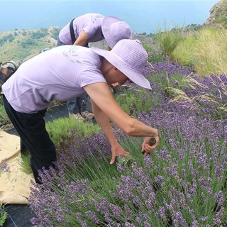 Valle Argentina: successo per la FESTA DELLA LAVANDA presso l’Antica Distilleria di Agaggio Inferiore