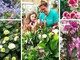 Sboccia la primavera alla Floricoltura Vivai Michelini di Borghetto S. Spirito: un mondo di fiori, piante e colori (Foto)